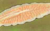 Planaria v akvariju - kako se boriti